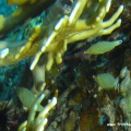 Oxymonacanthus halli (Rotmeerharlekinfeilenfisch)